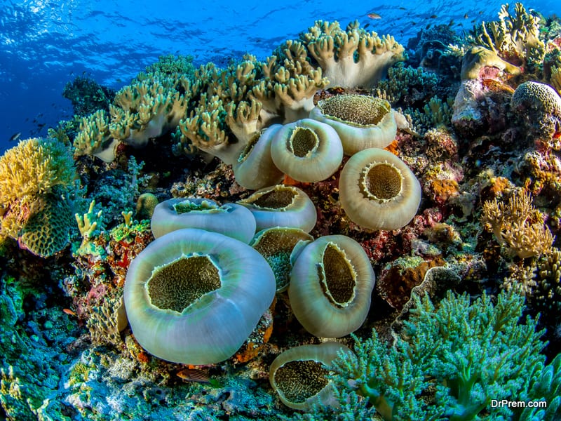 Bontod Reef, Masbate