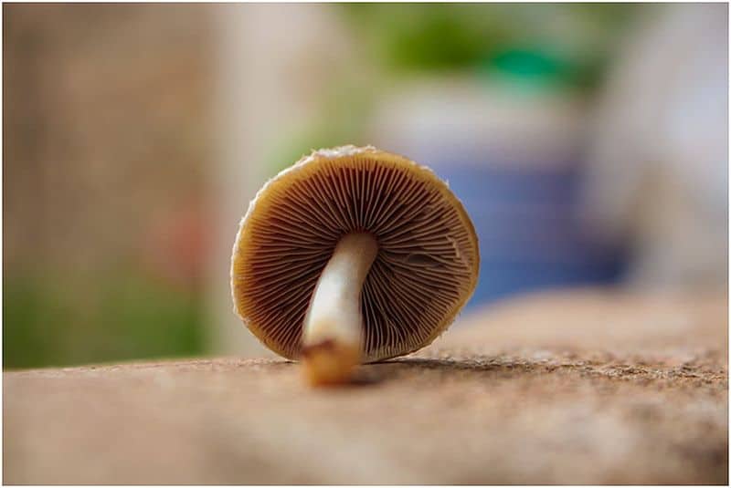 6 Reasons You Need to Consume Mushrooms