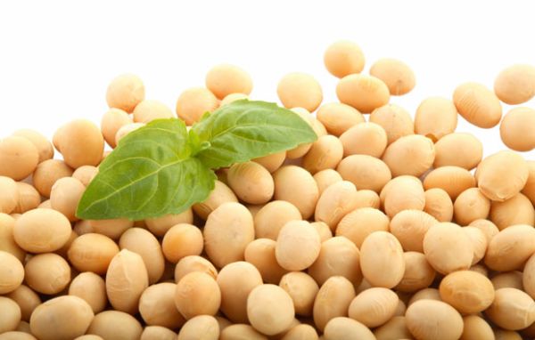 soy-protein