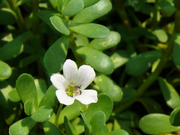 6537566647Bacopa monnieri-1