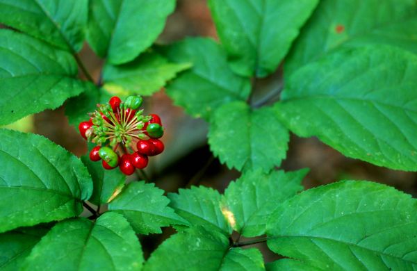 american-ginseng-close-up-of-fruit