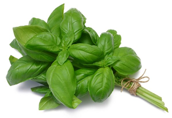 basil-bsp