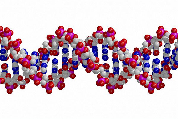 B0004906 DNA double helix