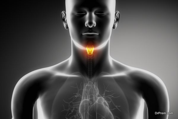 Human larynx anatomy