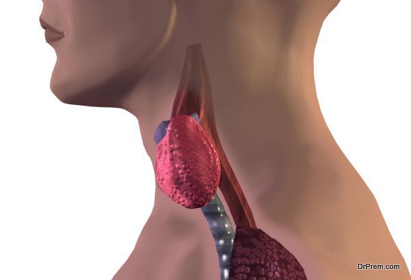 Thyroid Gland