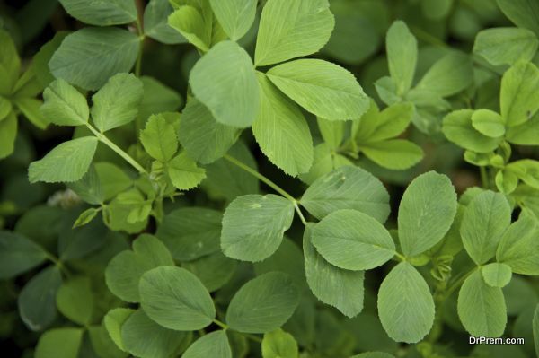 A few sprigs of alfalfa leaves