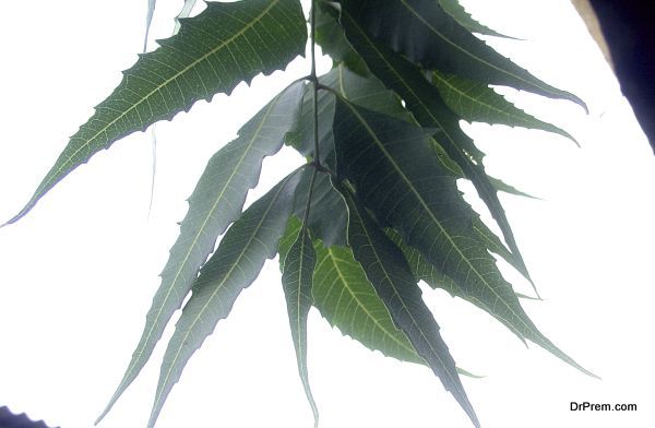 Neem leaves