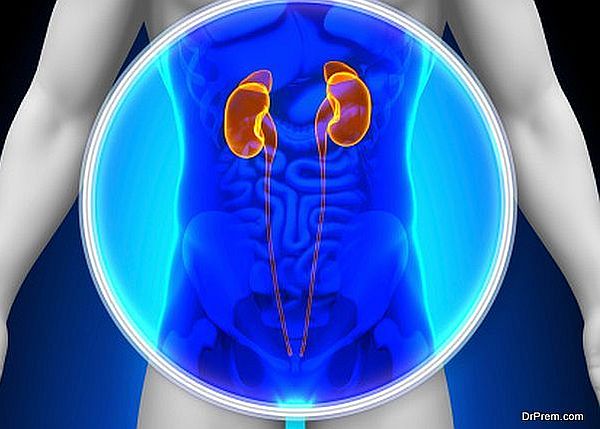 Medical X-Ray Scan - Kidneys