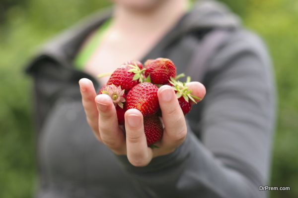 woman hands holding fresh strawberries