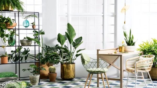 indoor plants (1)
