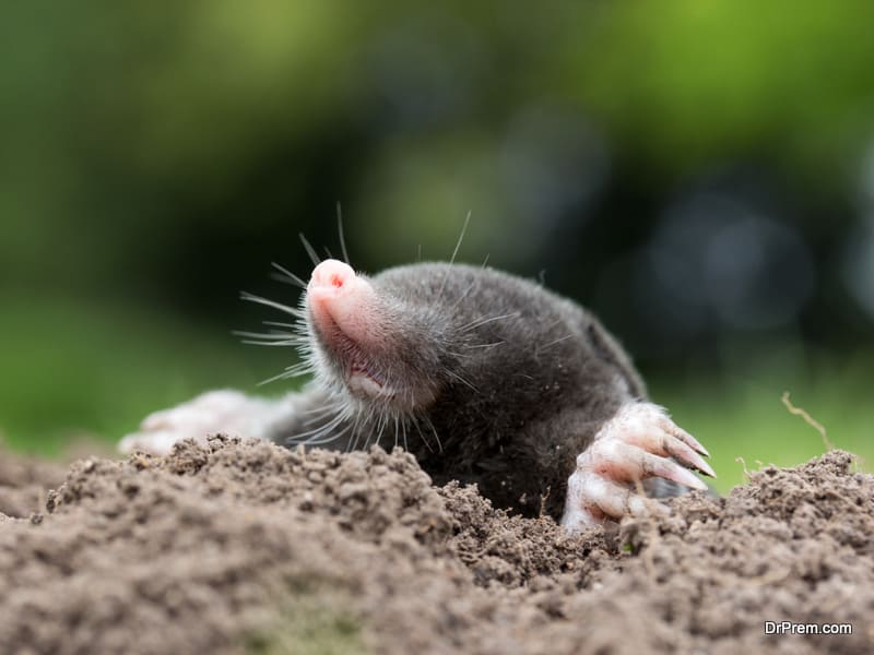 deal-with-moles
