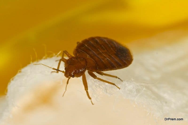 How to deal with bedbugs on a trip
