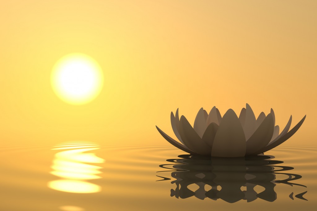 Lotus Flower looking Beautiful at the time of Sunrise