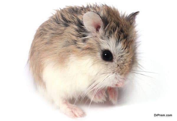 roborovski hamster care