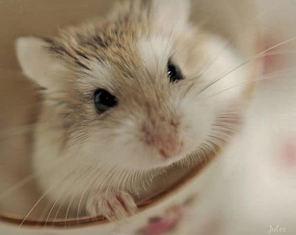 How to Care for a Pet Robo (Roborovski) Hamster