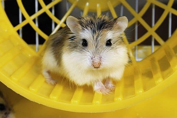 How to Care for a Pet Robo (Roborovski) Hamster