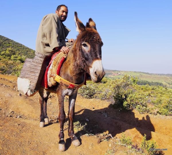 Man with a donkey in Morocco