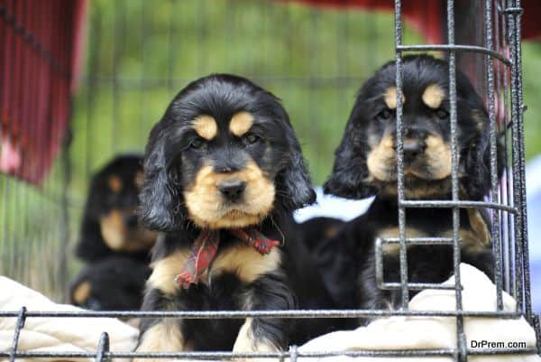 puppies cockers spaniel