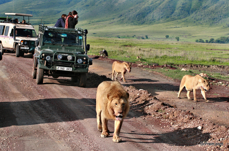 Jeep safari in Africa, travelers, tourists photographed wild lions