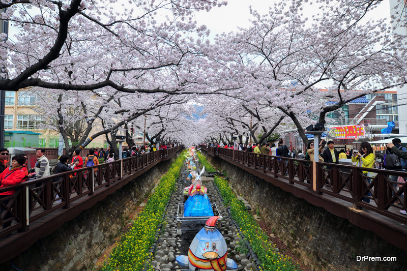 Spring Cherry blossom at Jinhae Yeojwacheon Stream