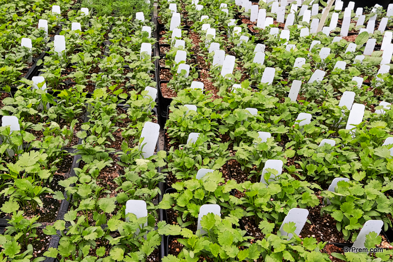 medicinal plants cultivation