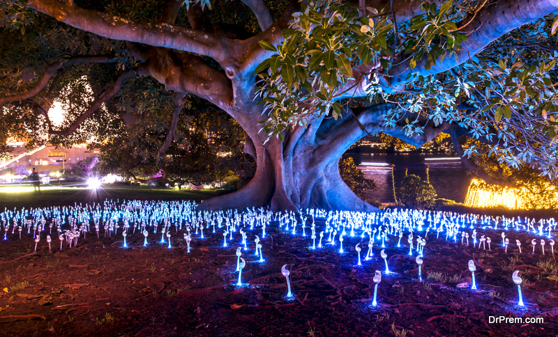 The branches of a sprawling tree provide refuge for a countless number of mysterious, glowing entities as part of the Vivid Sydney festival