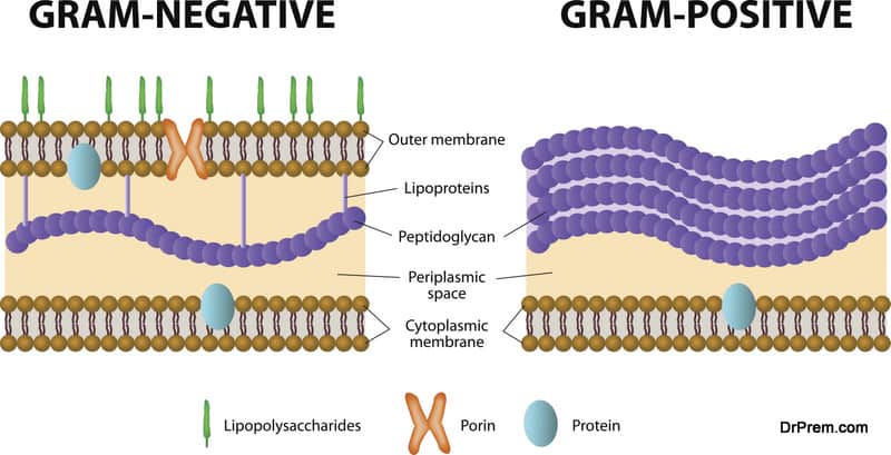 Gram-positive and Gram-negative bacteria