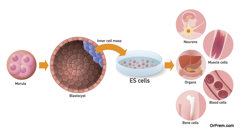 Embryonic stem cell (ES cell) and regenerative medicine, vector illustration