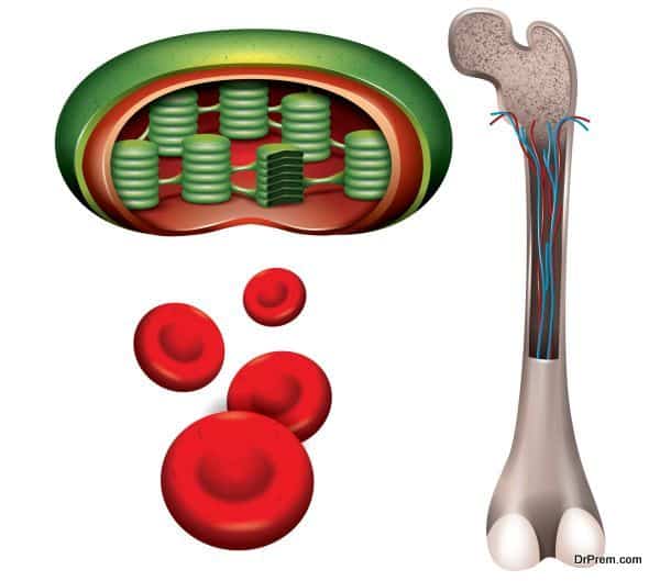 Bone Marrow Transplant (2)