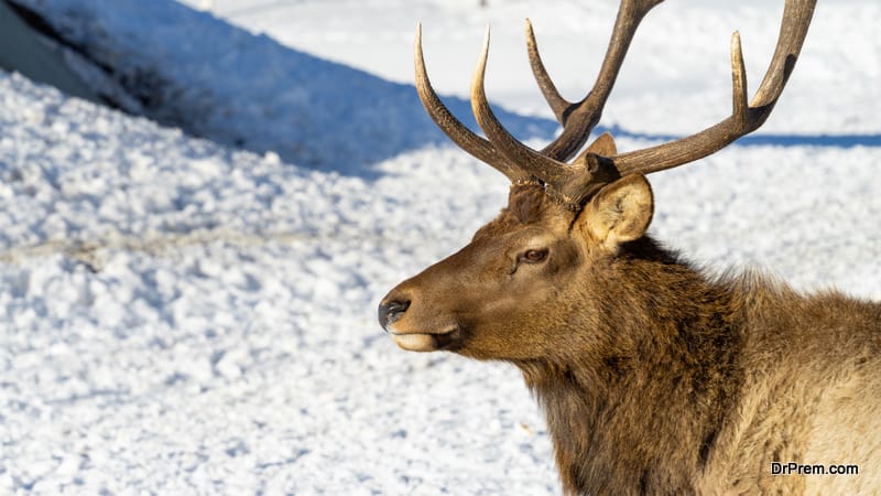 The head of a male maral