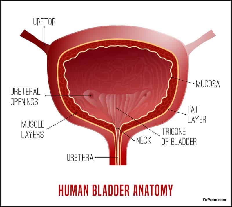 Urinary bladder. Human organ anatomy