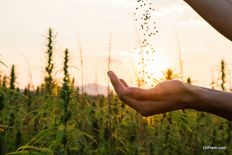 Cannabis seeds in hands