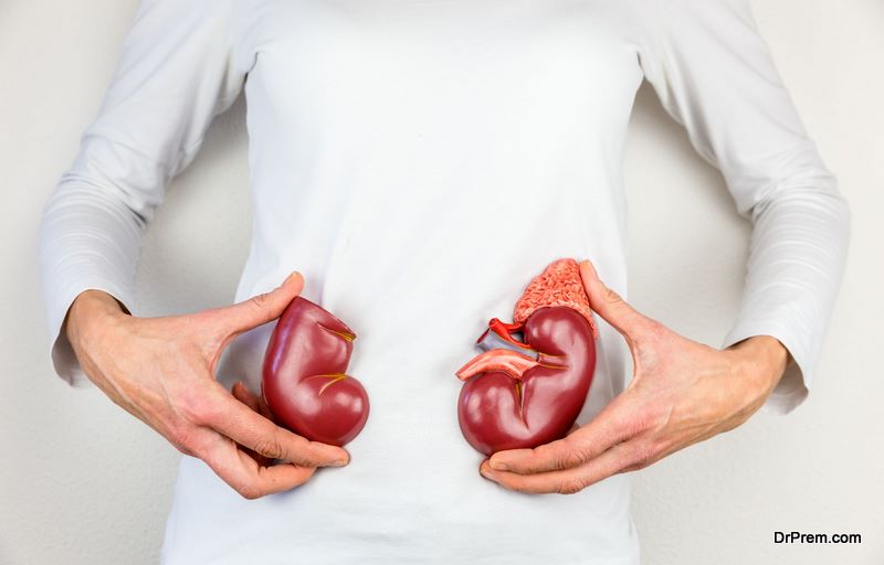 Woman holding model human kidney halves at white body