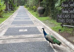 The Farm at San Benito Pioneering Medical Wellness Tourism in the Philippines Untitled design
