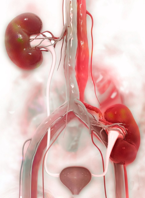 Kidney-transplantation-on-scientific-background-picture-id1168363982