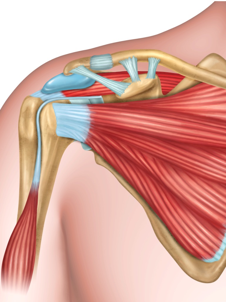 Shoulder-bones-and-muscles-illustration