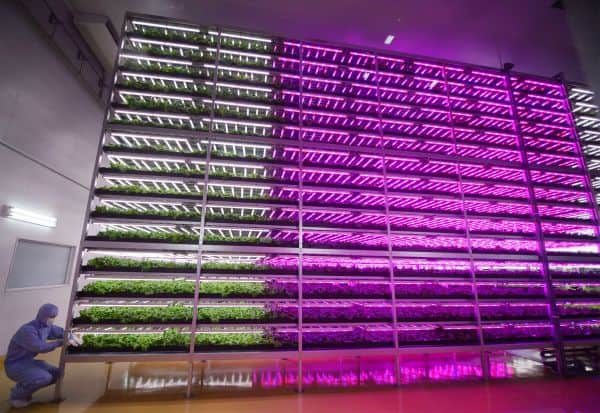 Indoor Farming