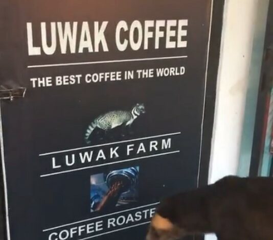 Did You Know Worlds Best Coffee Known As Luwak Coffee Indonesia - Dr Prem Jagaysi