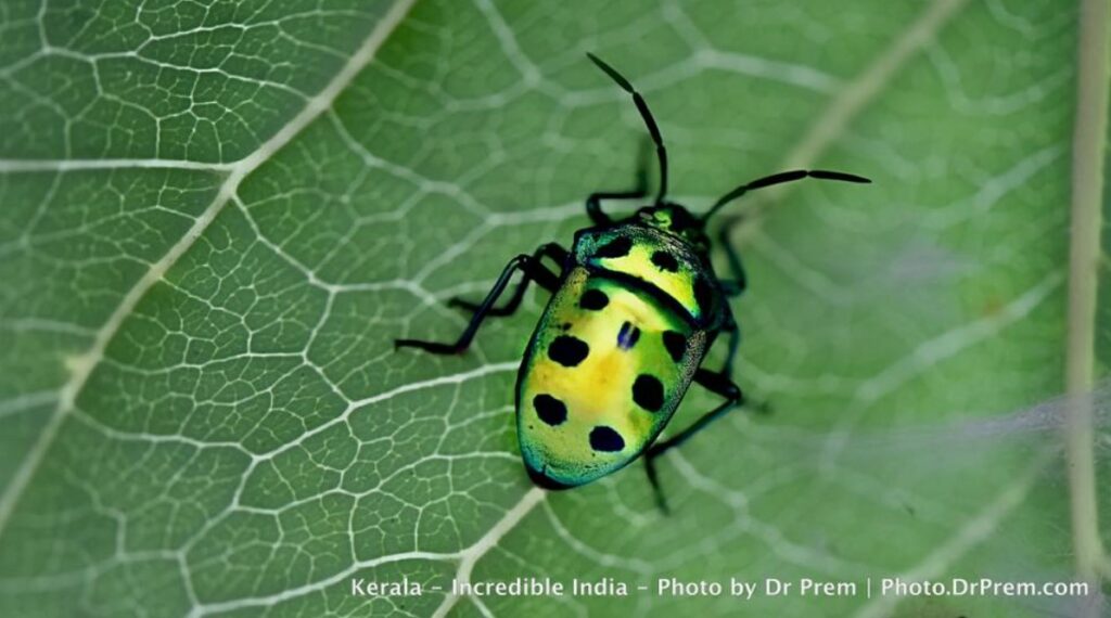 Here Are Some Pics Of Mesmerising, Green And Incredibly Beautiful Kerala - Dr Prem Jagyasi 3