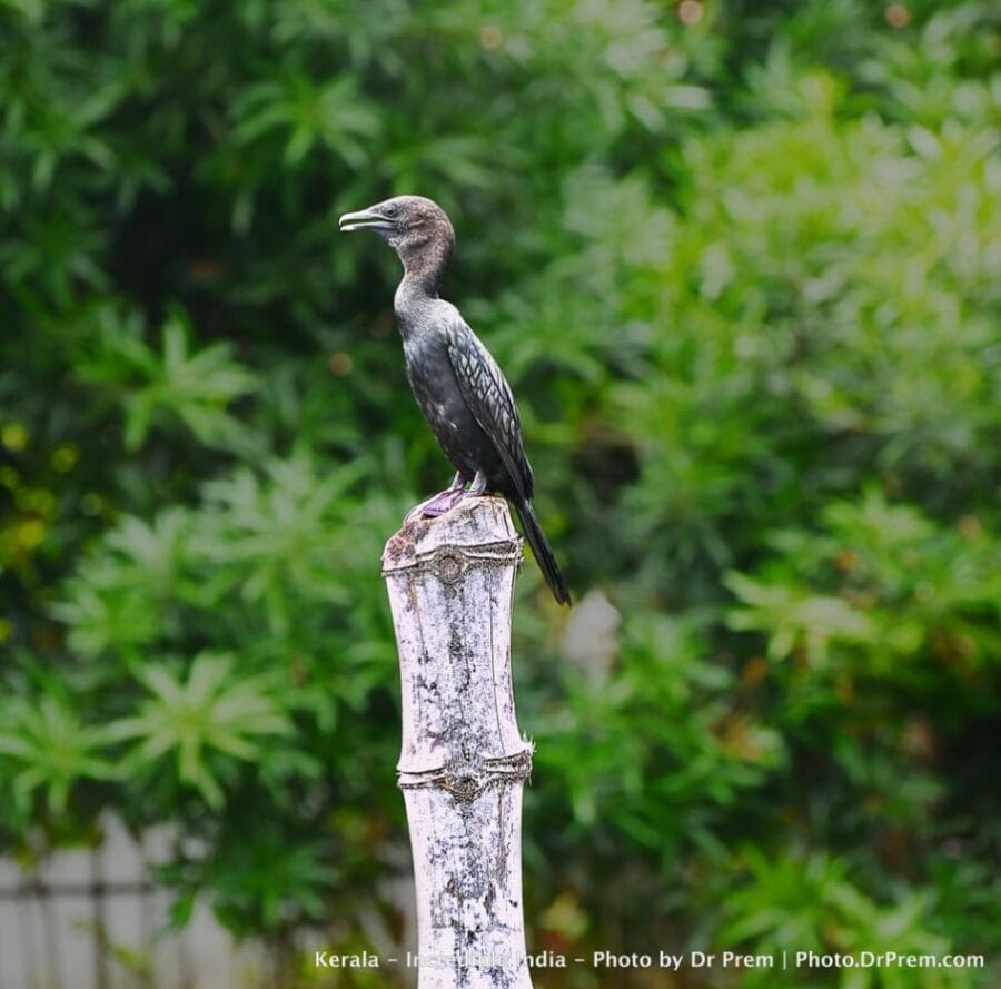 Here Are Some Pics Of Mesmerising, Green And Incredibly Beautiful Kerala - Dr Prem Jagyasi 8