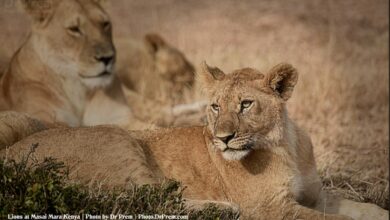 Masai Mara, Considered To Be World's Most Popular Wild Life Safari Destination Kenya - Dr Prem Jagyasi 1