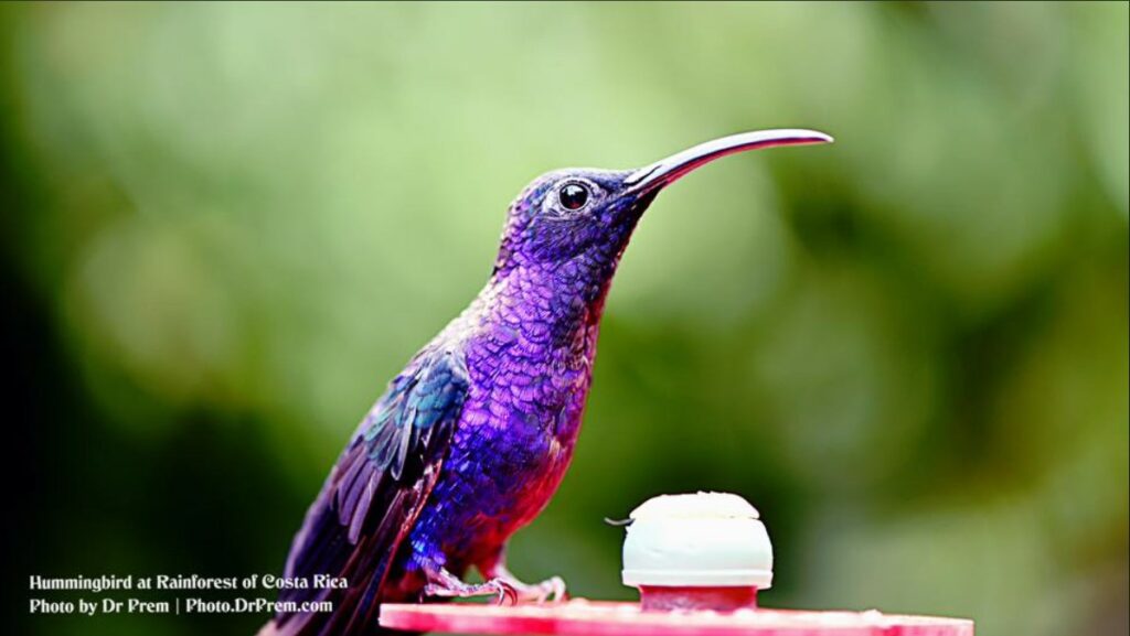 Photos You Have Never Seen Before, Pura Vida - Costa Rica - Dr Prem Jagyasi 2