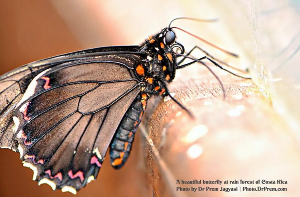 Photos You Have Never Seen Before, Pura Vida - Costa Rica - Dr Prem Jagyasi 5