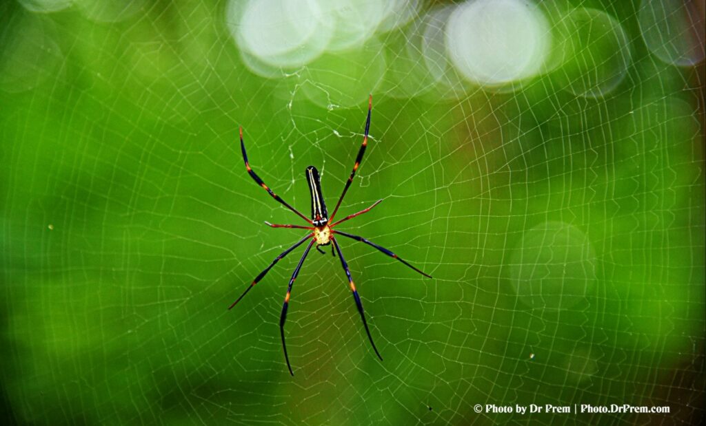 Pics From Our Upper Trail Hiking At Sanjay Gandhi National Park - Dr Prem Jagyasi 1