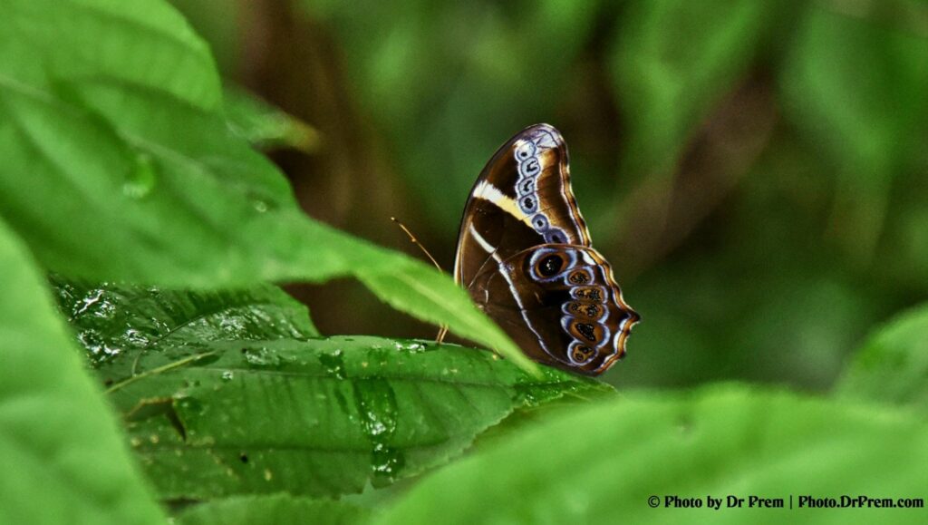 Pics From Our Upper Trail Hiking At Sanjay Gandhi National Park - Dr Prem Jagyasi 2