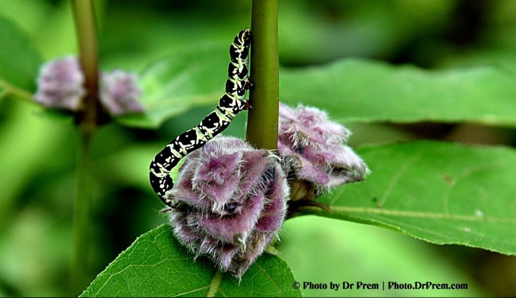 Pics From Our Upper Trail Hiking At Sanjay Gandhi National Park - Dr Prem Jagyasi 3