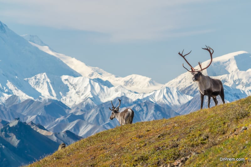 Denali National Park and Preserve in Alaska