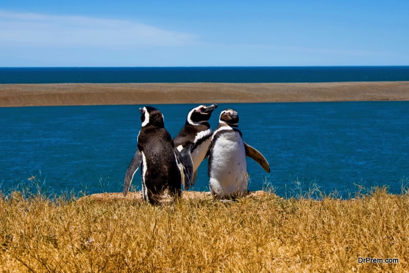 Penguin Spotting in Peninsula Valdes, Argentina