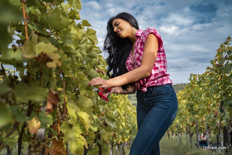 Pretty European woman working in vineyard