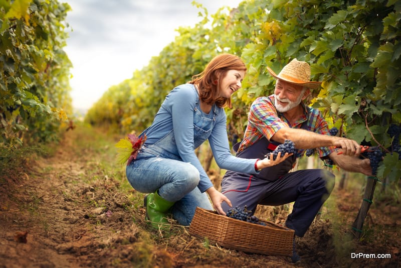 Smiling winegrower couple working together